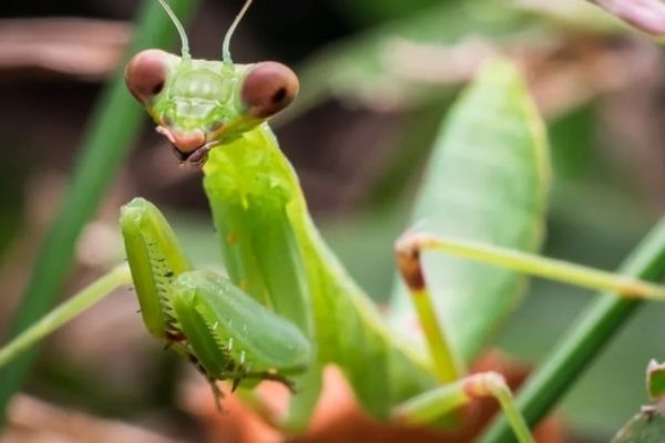 Top 14 Sự thật thú vị nhất về loài bọ ngựa