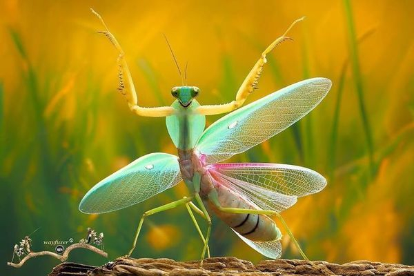 Top 14 Sự thật thú vị nhất về loài bọ ngựa