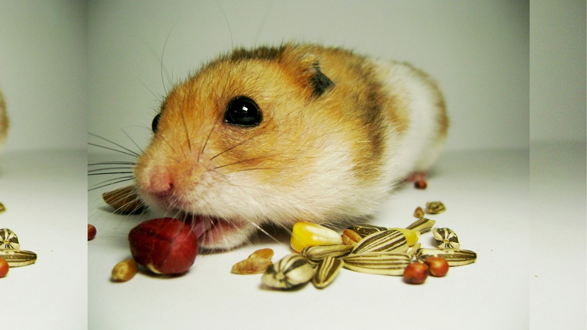 Chuột Hamster ăn gì cho mập, khỏe mạnh và sống lâu hơn?