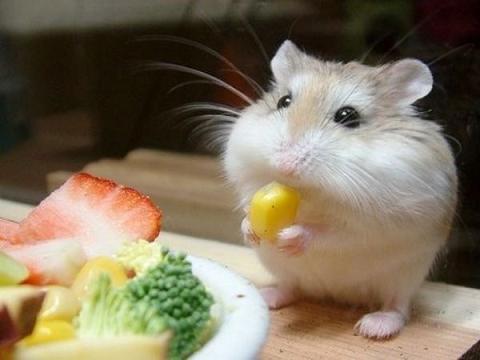 Chuột Hamster Thích Ăn Gì Nhất?
