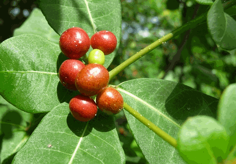 Hình ảnh quả của cây Ba gạc hình trứng khi chín có màu đỏ tươi