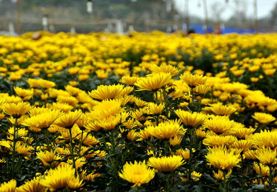 Cúc hoa vàng là cây được trồng từ lâu đời, nhất là ở Hà Nội, Hưng Yên, Hải Dương…