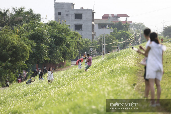 Giới trẻ Hà thành “phát sốt” với hàng triệu bông cỏ tranh trắng muốt ven sông Hồng - 1