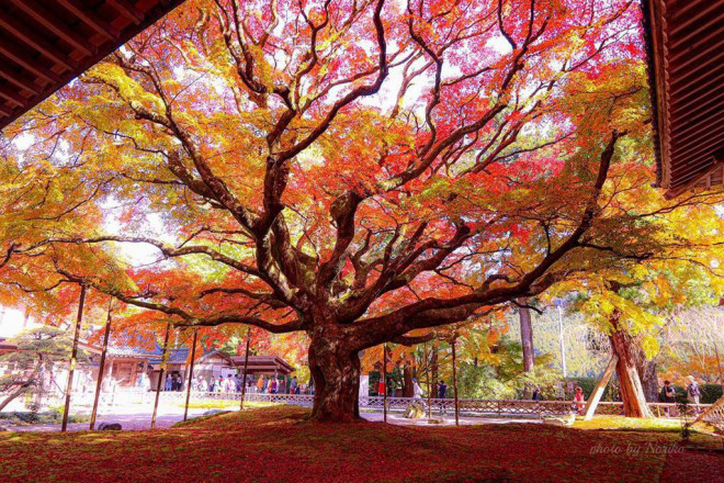 Chiêm ngưỡng cây phong 400 tuổi ở Nhật Bản - 1