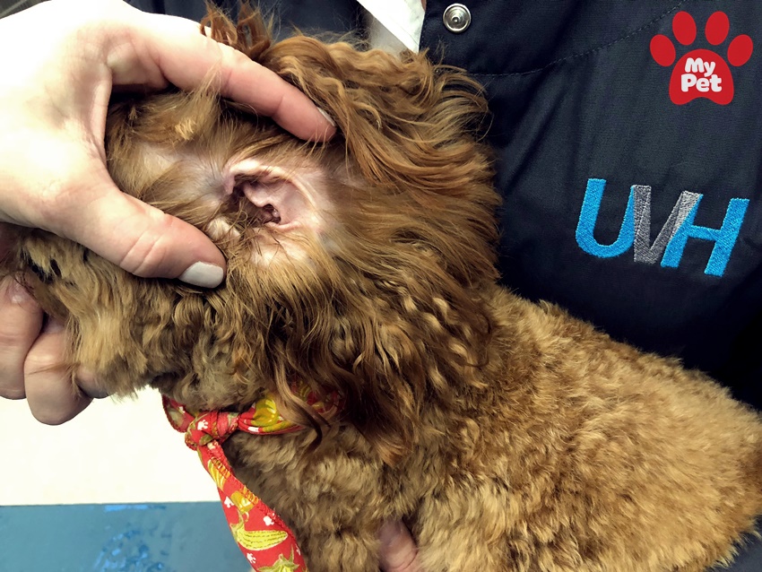 Các bệnh của chó ở bệnh viện thú cưng Mypet
