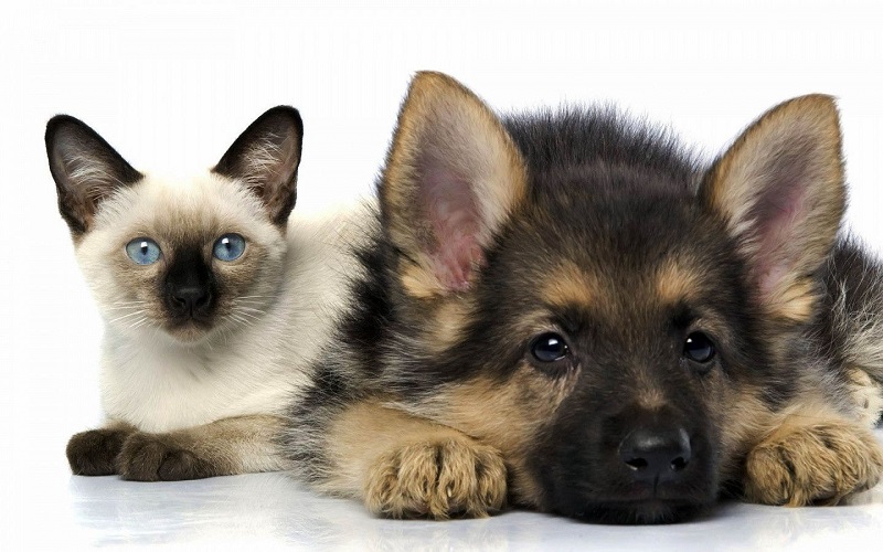 5 căn bệnh nguy hiểm lây nhiễm giữa chó mèo và con người 