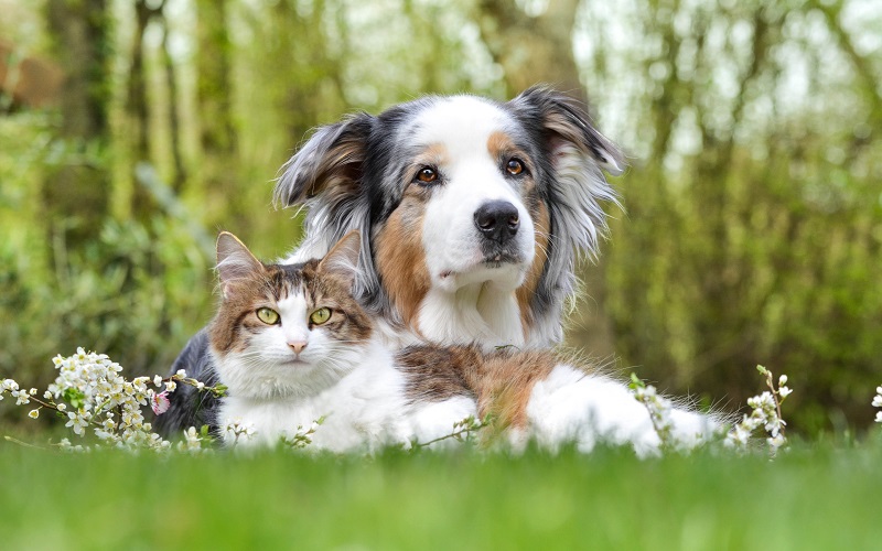 5 căn bệnh nguy hiểm lây nhiễm giữa chó mèo và con người 