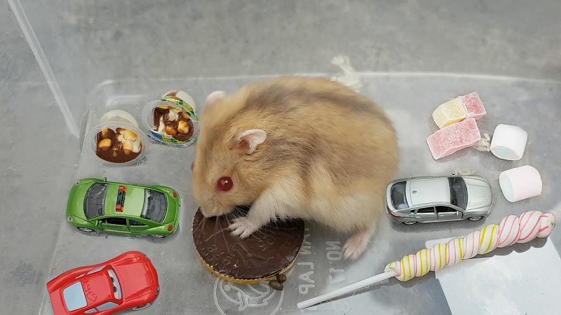 5 lý do khiến bạn lo lắng khi nuôi chuột Hamster