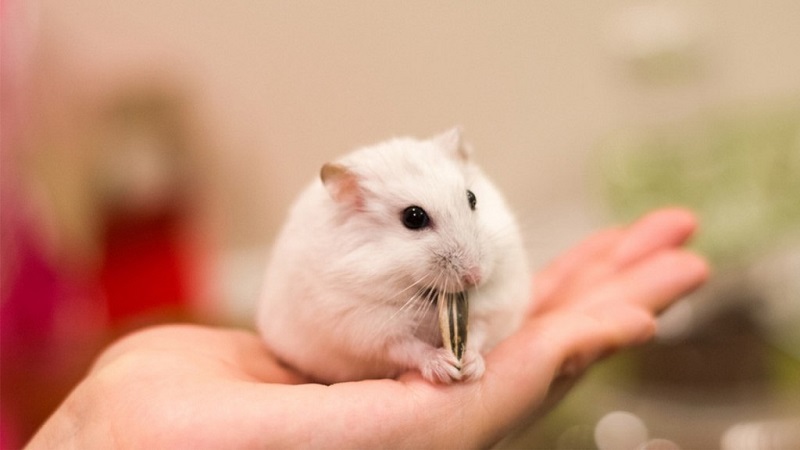 Chia sẻ bí quyết chọn chuột Hamster khỏe mạnh