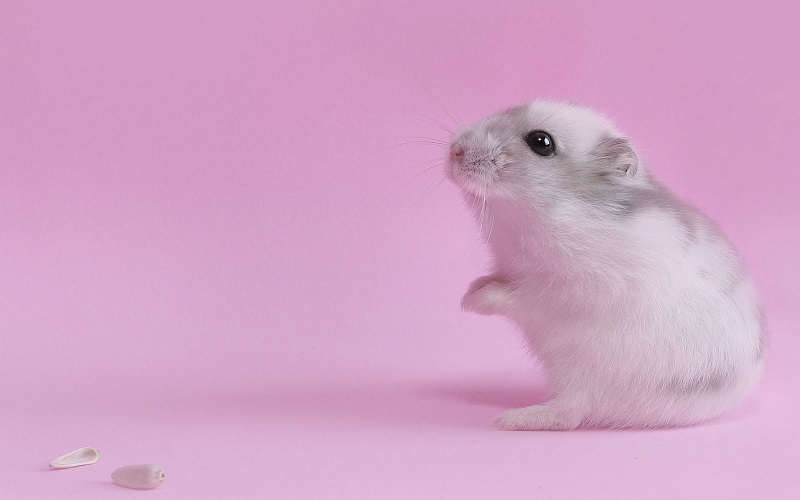 Hướng dẫn nuôi chuột Hamster từ A – Z