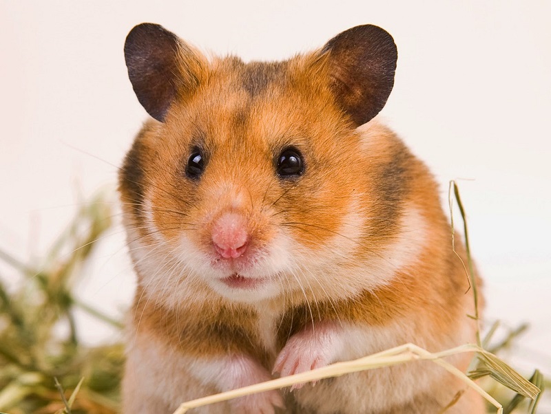 chuột Hamster