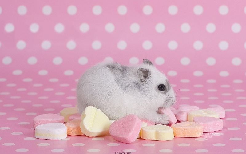 5 lý do khiến bạn lo lắng khi nuôi chuột Hamster
