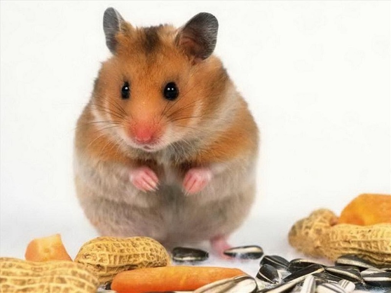 Chuột Hamster cần gì ở ngôi nhà của bạn  