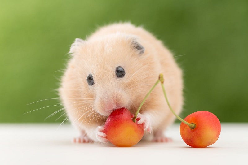 9 Sự thật về chuột Hamster bạn chưa biết 