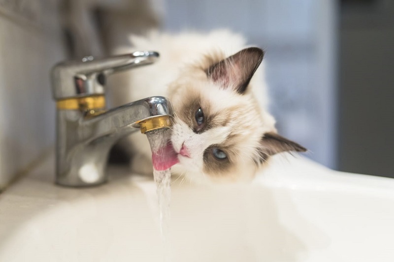 Chăm sóc thú cưng và cách bổ sung nước cho mèo