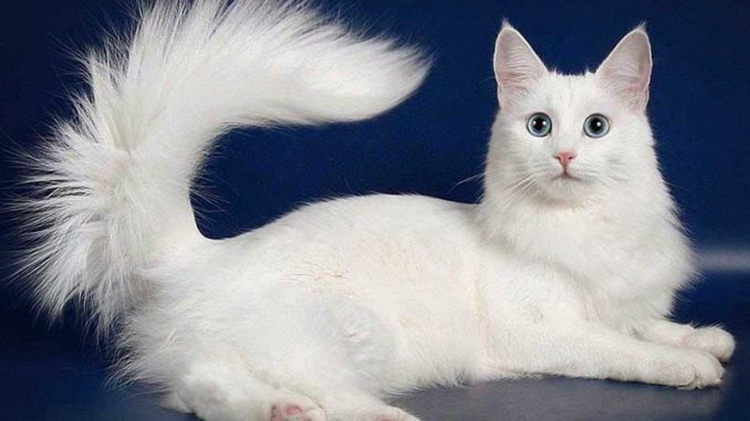 5 điều thú vị về giống mèo Ba Tư