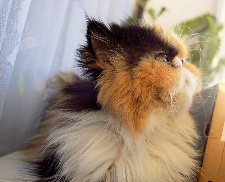 Những điều chưa biết về bộ lông của mèo Ba Tư
