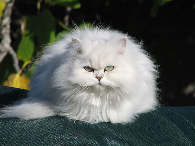 3 lí do khiến mèo Ba Tư được yêu thích trên toàn thế giới