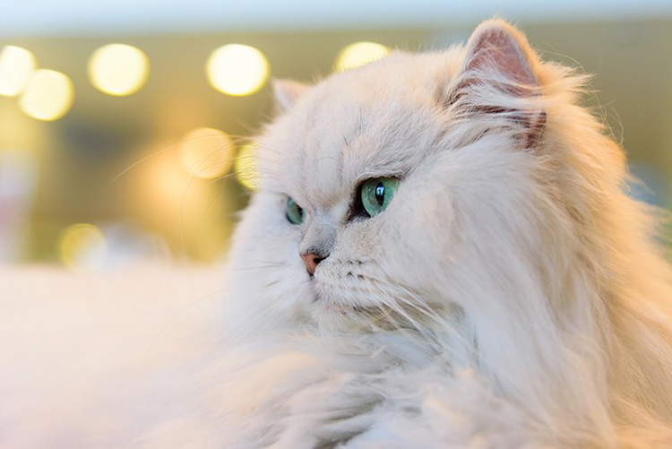 3 lí do khiến mèo Ba Tư được yêu thích trên toàn thế giới