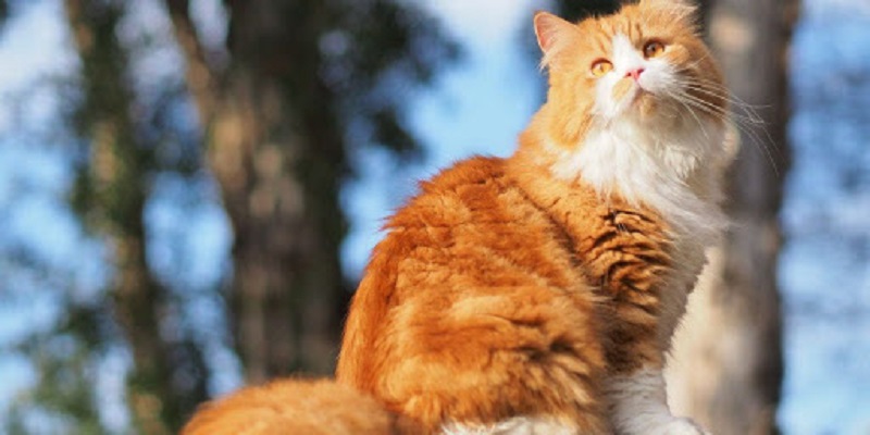 Cách chăm sóc mèo lông dài chuẩn Spa thú cưng