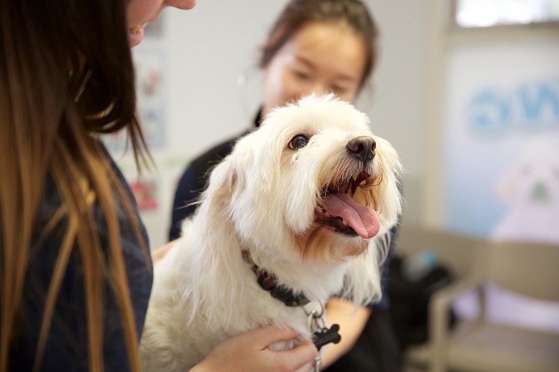 Kinh nghiệm chữa ho cho chó từ phòng khám thú cưng