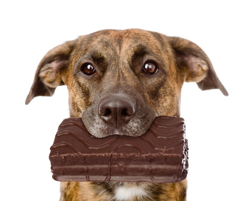 Vì sao không nên cho chó ăn socola ?