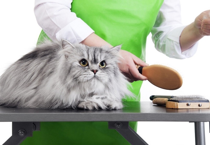 Cách chải lông cho mèo chuẩn spa thú cưng