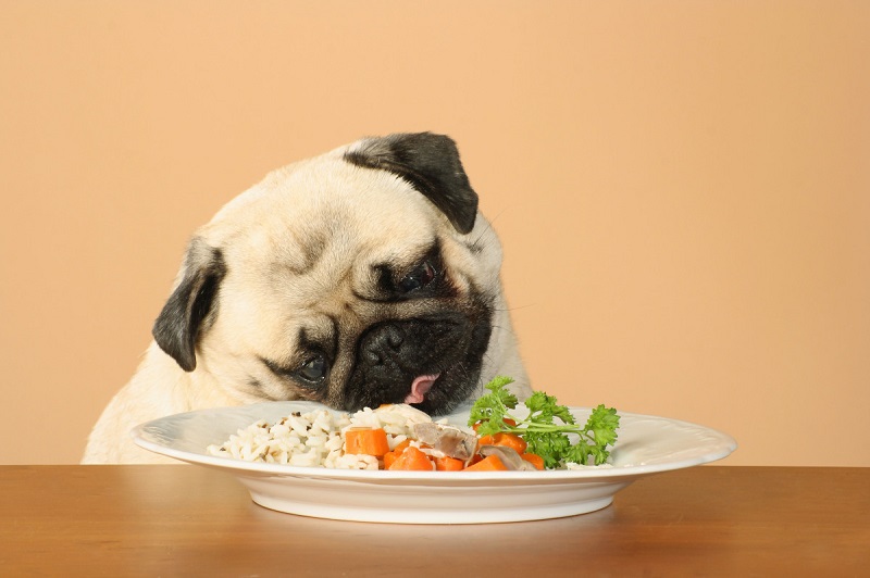Hướng dẫn lựa chọn thức ăn cho chó con phù hợp 