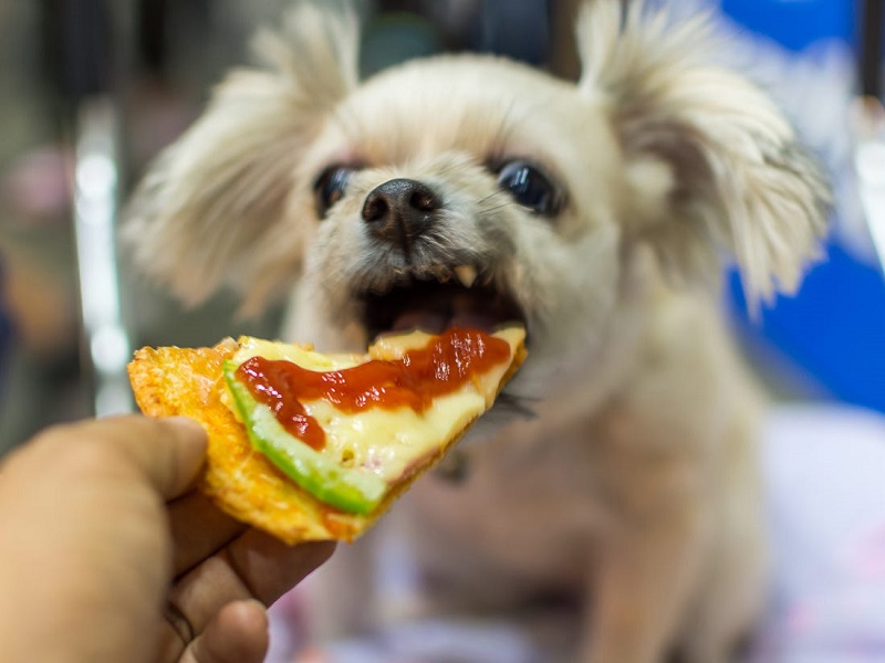 Hướng dẫn lựa chọn thức ăn cho chó con phù hợp 