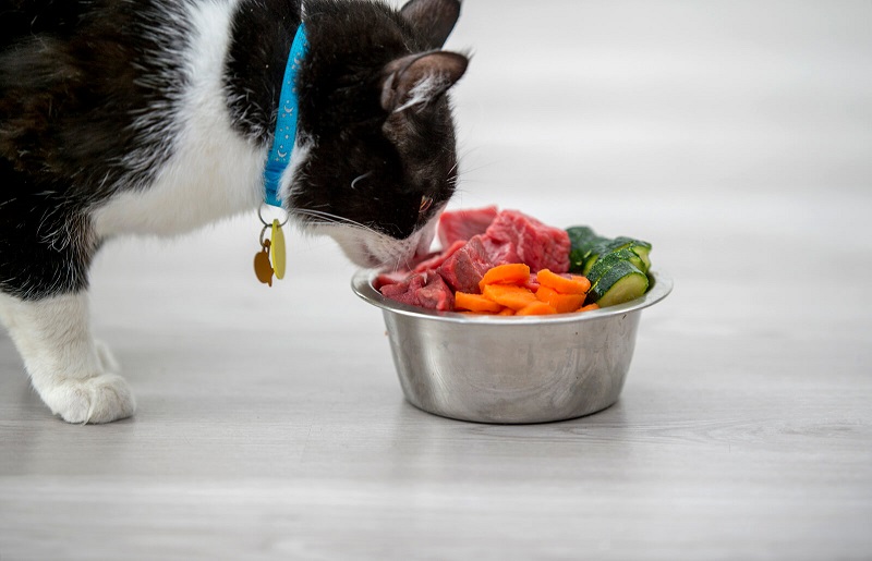5 cách làm Pate – thức ăn cho mèo ngon tuyệt 