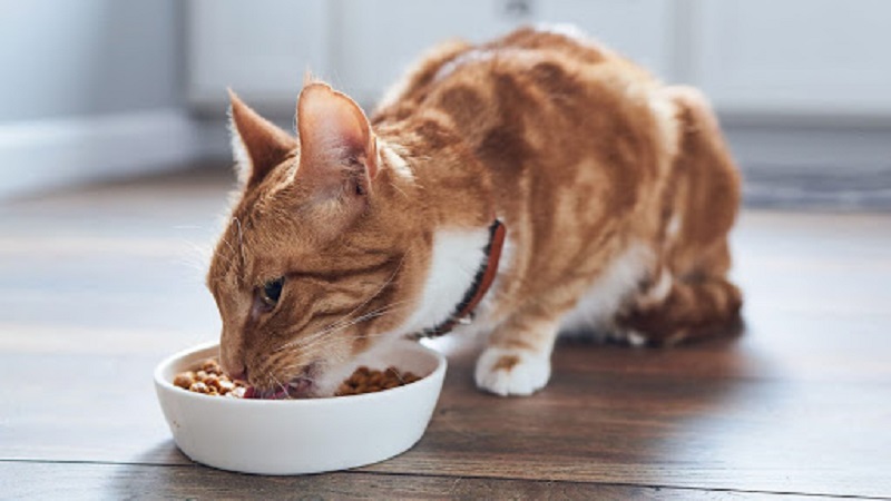 5 cách làm Pate – thức ăn cho mèo ngon tuyệt 