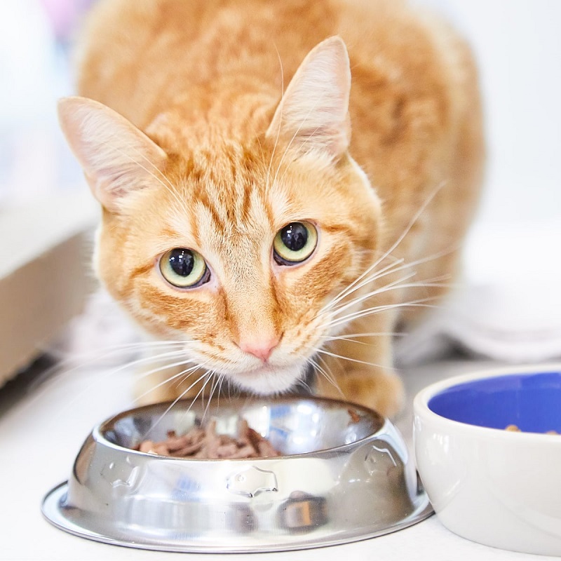Bổ sung thức ăn cho mèo đảm bảo dinh dưỡng