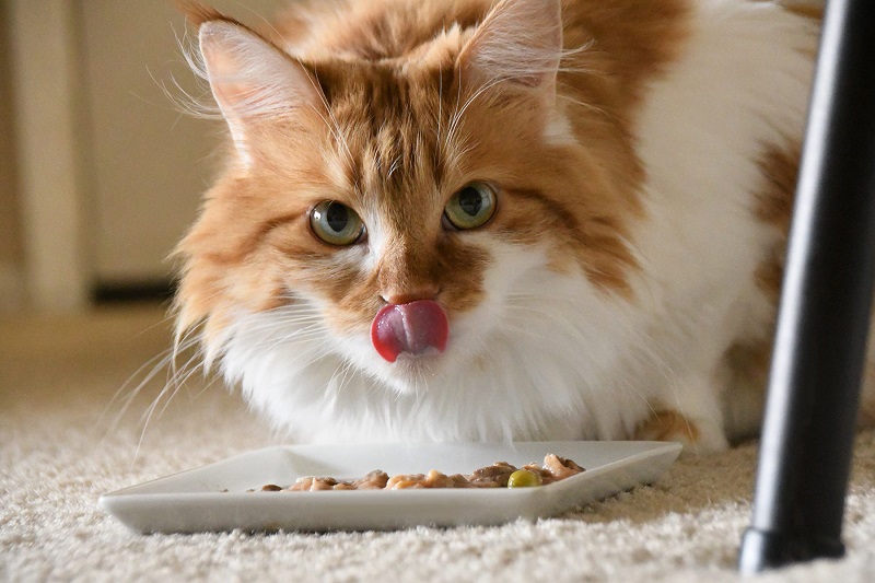 thức ăn cho mèo