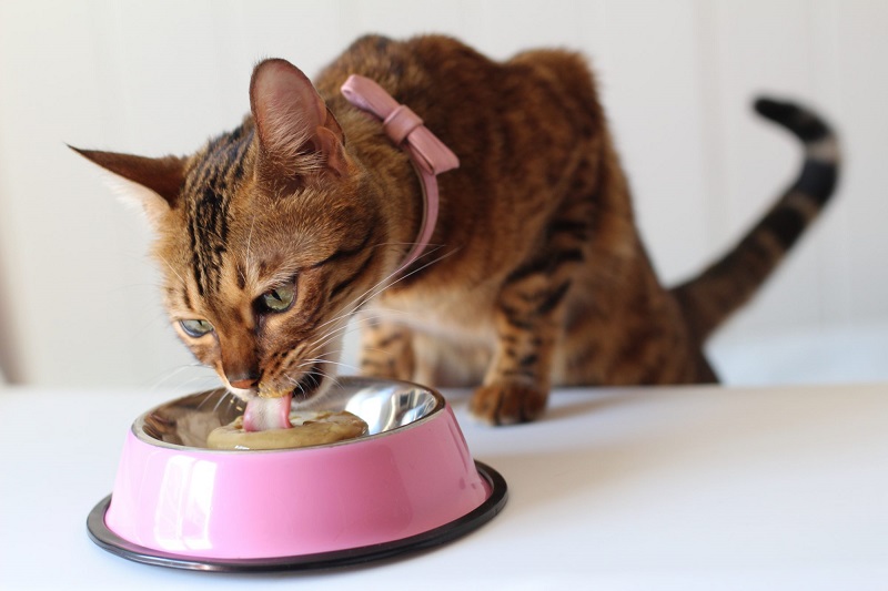 Những sai lầm cần tránh khi cung cấp thức ăn cho mèo