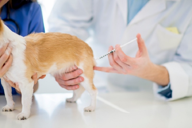 Những loại vắc xin cần thiết cho vật nuôi của bạn 
